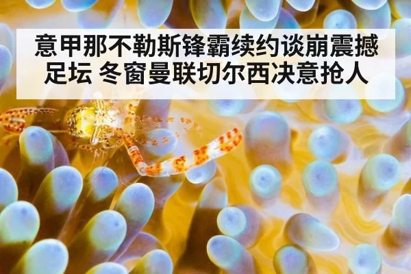 意甲那不勒斯锋霸续约谈崩震撼足坛 冬窗曼联切尔西决意抢人